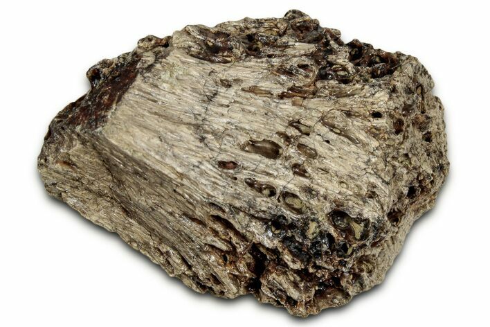 Fossil Tyrannosaur (T rex) Bone Section - Wyoming #352771